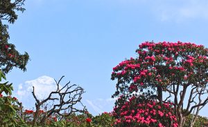 rhodondendron tree