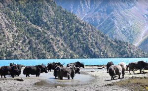 shey phoksundo lake